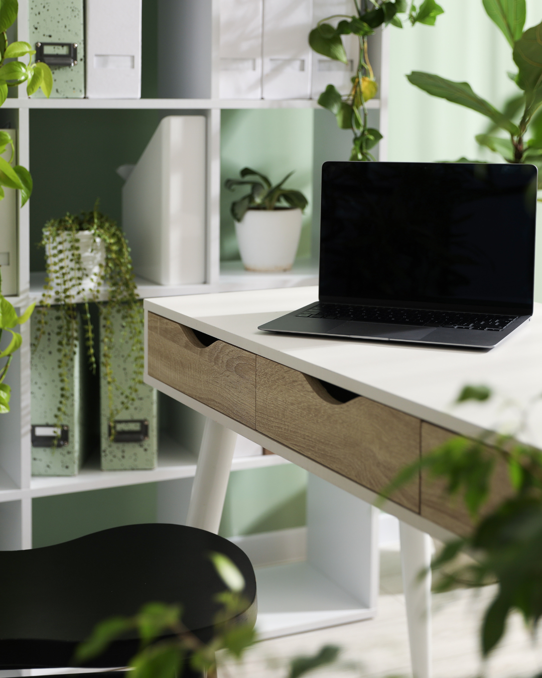 An office with houseplants everywhere.